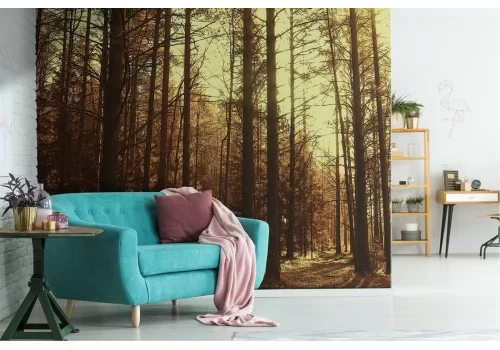 Carta da Parati foresta alberi bosco natura