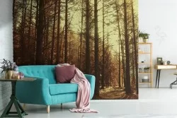 Carta da Parati foresta alberi bosco natura