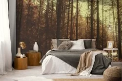 Carta da Parati foresta alberi bosco natura