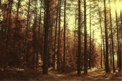 Carta da Parati Flora e Fauna Paesaggi e Natura Alberi Foreste e Alberi