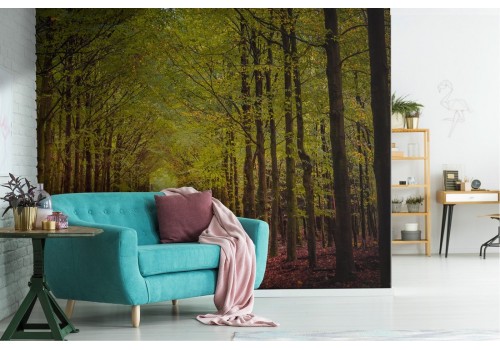 Wallpaper path in the forest nature landscape