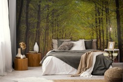 Carta da Parati sentiero nel bosco paesaggio natura