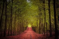 Carta da Parati Flora e Fauna Paesaggi e Natura Alberi Foreste e Alberi