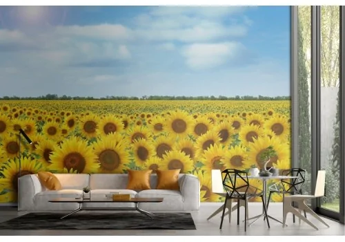 Wallpaper sunflower field nature landscape