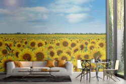 Sunflower field nature landscape wallpaper