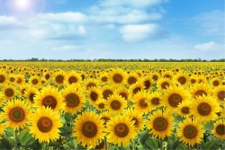 Wallpaper Flora and Fauna Landscapes and Nature Flowers Meadows and Hills