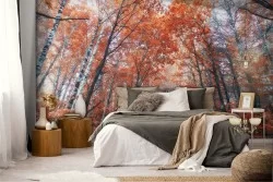 Carta da Parati sentiero nel bosco autunno paesaggio