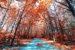 Wallpaper Flora and Fauna Landscapes and Nature Trees Forests and Trees