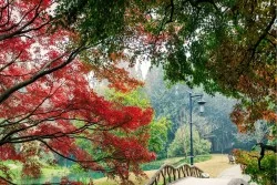 Wallpaper Flora and Fauna Landscapes and Nature Rivers Waterfalls Lakes Forests and Trees