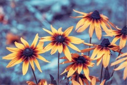 Carta da Parati Flora e Fauna Paesaggi e Natura Foglie e Fiori Giardini