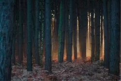 Carta da Parati Flora e Fauna Paesaggi e Natura Foreste e Alberi
