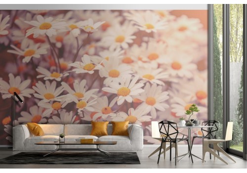 Daisy Garden Flowers Nature Wallpaper