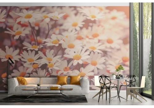 Daisy garden flowers nature wallpaper