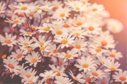 Wallpaper Flora and Fauna Landscapes and Nature Leaves and Flowers Gardens