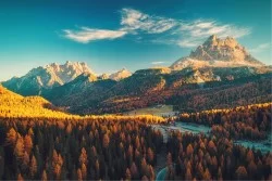 Wallpaper Flora and Fauna Landscapes and Nature Trees Forests and Mountain Trees