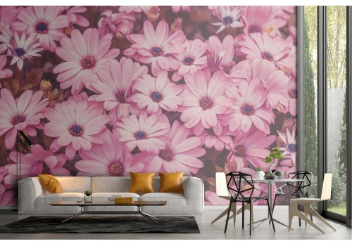 Wallpaper pink daisies nature flowers