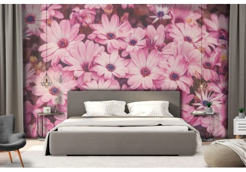 Wallpaper pink daisies nature flowers 2