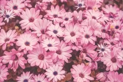Flora and Fauna Flowers Wallpaper