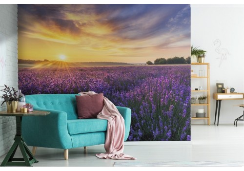 Lavender garden blooming landscape wallpaper