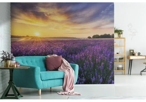 Lavender garden blooming landscape wallpaper