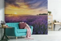 Lavender garden blooming landscape wallpaper