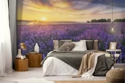 Lavender garden blooming landscape wallpaper