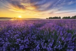 Wallpaper Flora and Fauna Landscapes and Nature Leaves and Flowers Gardens Meadows and Hills