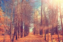Carta da Parati Flora e Fauna Paesaggi e Natura Foreste e Alberi