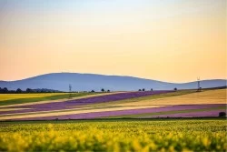 Carta da Parati Flora e Fauna Paesaggi e Natura Foglie e Fiori Prati e colline