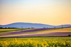 Wallpaper Flora and Fauna Landscapes and Nature Leaves and Flowers Meadows and Hills