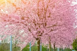 Carta da Parati Flora e Fauna Paesaggi e Natura Alberi Foreste e Alberi