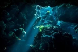 Flora and Fauna Wallpaper Aquatic World