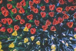 Wallpaper Landscapes and Nature Flora and Fauna Leaves and Flowers Gardens