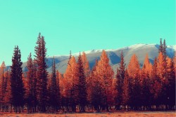 Carta da Parati Paesaggi e Natura Flora e Fauna Foreste e Alberi