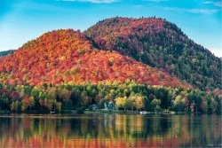 Carta da Parati Flora e Fauna Paesaggi e Natura Foreste e Alberi Prati e colline