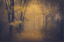 Wallpaper Flora and Fauna Landscapes and Nature Trees Fantasy and Dark Forests and Trees