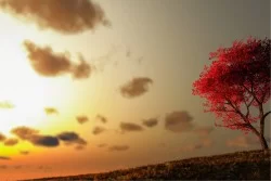 Wallpaper Flora and Fauna Landscapes and Nature Meadows and Hills Sunrise Sunset