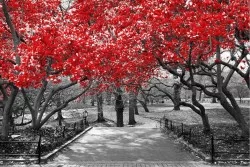 Carta da Parati Flora e Fauna Paesaggi e Natura Foreste e Alberi Giardini