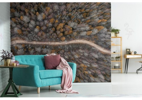 Wallpaper path in the forest trees panoramic