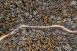 Carta da Parati Paesaggi e Natura Flora e Fauna Foreste e Alberi