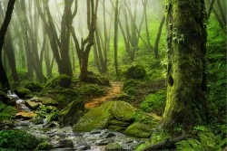 Wallpaper Flora and Fauna Landscapes and Nature Rivers Waterfalls Lakes Forests and Trees