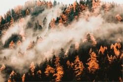 Carta da Parati Flora e Fauna Paesaggi e Natura Foreste e Alberi