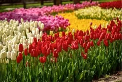 Carta da Parati Flora e Fauna Paesaggi e Natura Foglie e Fiori Giardini Prati e colline