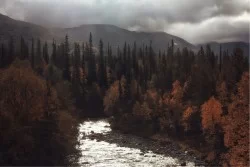 Carta da Parati Flora e Fauna Paesaggi e Natura Fiumi Cascate Laghi Foreste e Alberi