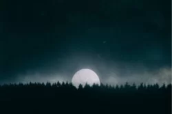 Carta da Parati Paesaggi e Natura Flora e Fauna Foreste e Alberi