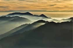 Wallpaper Flora and Fauna Landscapes and Nature Forests and Trees Mountain