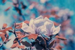 Wallpaper Flora and Fauna Landscapes and Nature Trees Leaves and Flowers