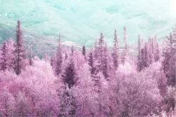 Carta da Parati Paesaggi e Natura Flora e Fauna Foreste e Alberi