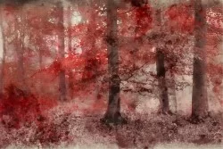 Carta da Parati Paesaggi e Natura Flora e Fauna Astratta Foreste e Alberi