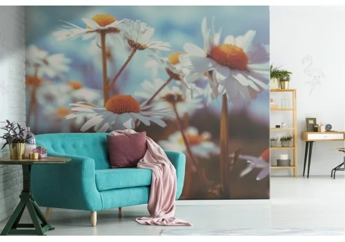 Daisy flowers nature wallpaper